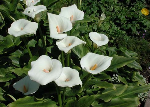 Hoa loa kèn trắng tượng trưng cho sự trinh nguyên, trong trắng Hoa loa kèn trắng tượng trưng cho sự trinh nguyên, trong trắng